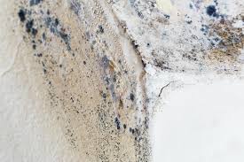 Best Commercial Mold Inspection in Buckhall, VA